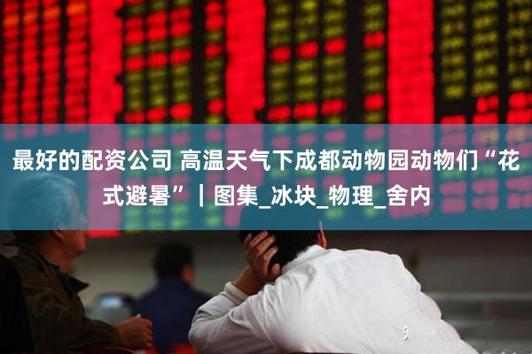 最好的配资公司 高温天气下成都动物园动物们“花式避暑”｜图集_冰块_物理_舍内